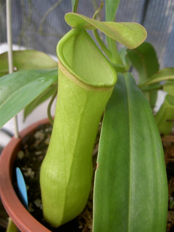 Nepenthes khasiana